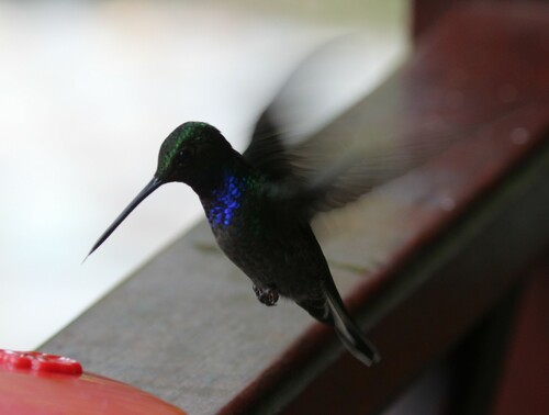 Green-backed Hillstar (Urochroa leucura), photo 4
