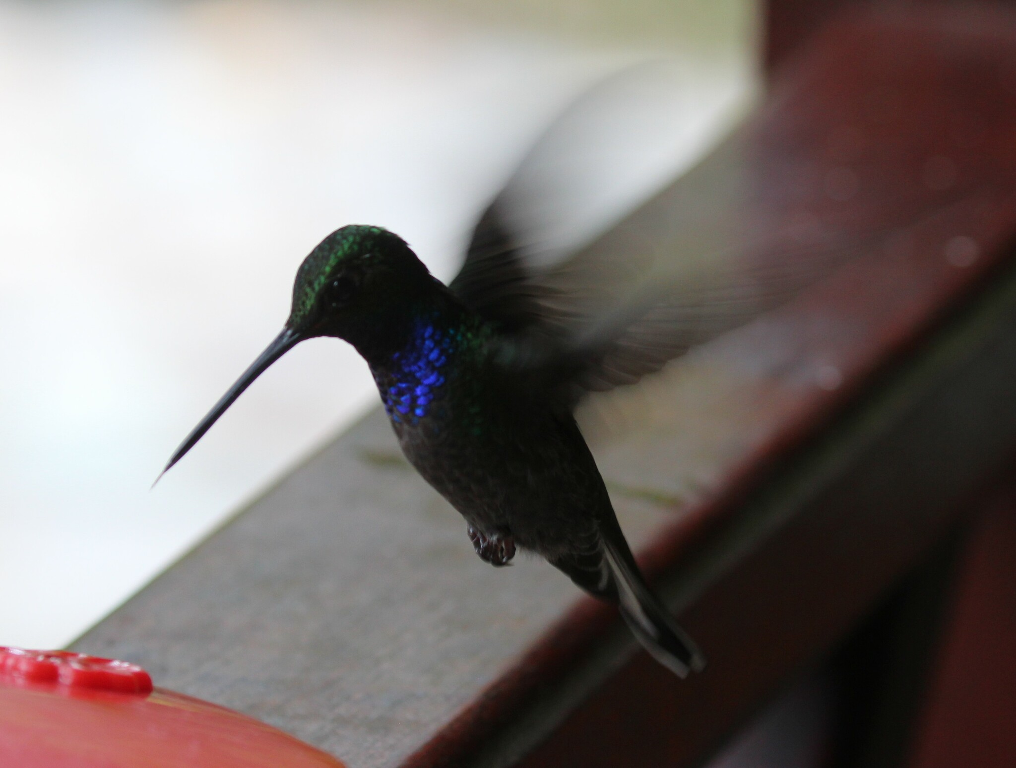 Green-backed Hillstar (Urochroa leucura), photo 4