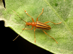 Metacmaeops vittata