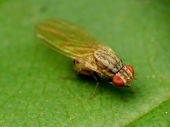 Poecilolycia