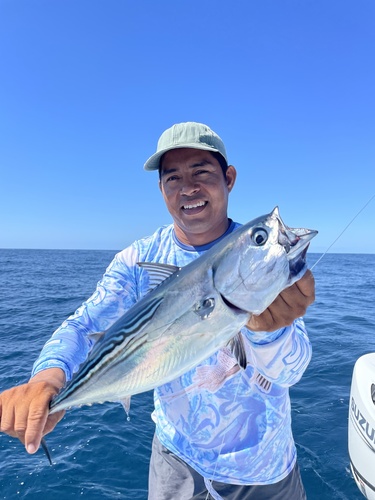 Black Skipjack