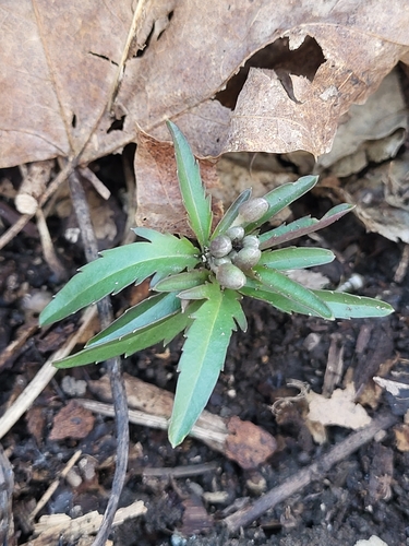 Cutleaf toothwort (Cardamine concatenata)