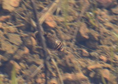 Thermonectus nigrofasciatus