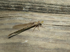 Argia funebris