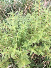 Veronica parviflora