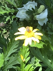 Syrphidae