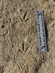 Callipepla californica