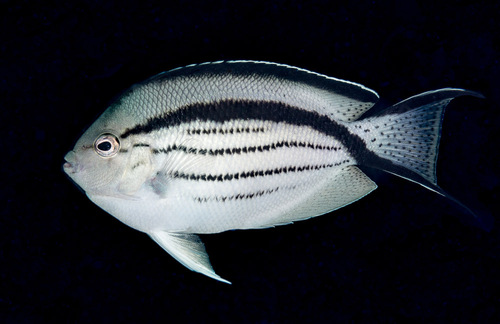 Blackstriped angelfish (Genicanthus lamarck) — Pomacanthidae — 2