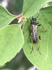 Callimoxys fuscipennis