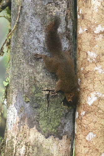Western Dwarf Squirrel