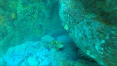 Aplodactylus arctidens
