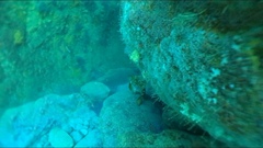 Aplodactylus arctidens
