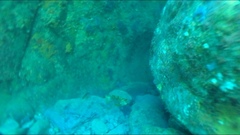 Aplodactylus arctidens