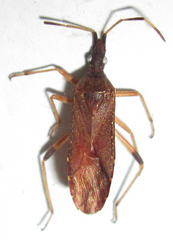 Dicranocephalus caffer