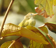 Pachysylvia aurantiifrons