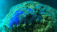 Corynactis australis