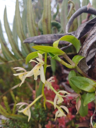 Epidendrum farfanii Hágsater, E.Santiago & Uribe Vélez
