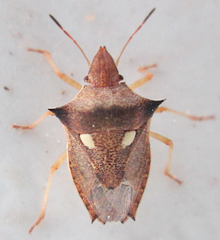 Diploxys bipunctata