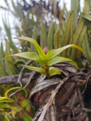 Epidendrum farfanii Hágsater, E.Santiago & Uribe Vélez 2