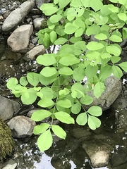 Fraxinus dipetala