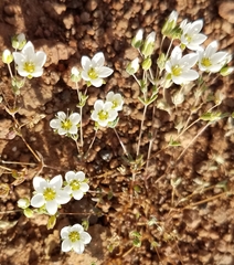 Sabulina californica