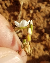 Sabulina californica