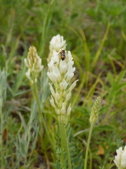 Oxytropis muricata
