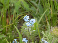 Myosotis imitata