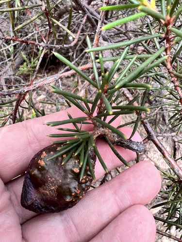 Hakea pachyphylla, photograph 4