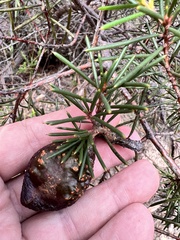 Hakea pachyphylla, photograph (c) Mark Richman, some rights reserved (CC BY)