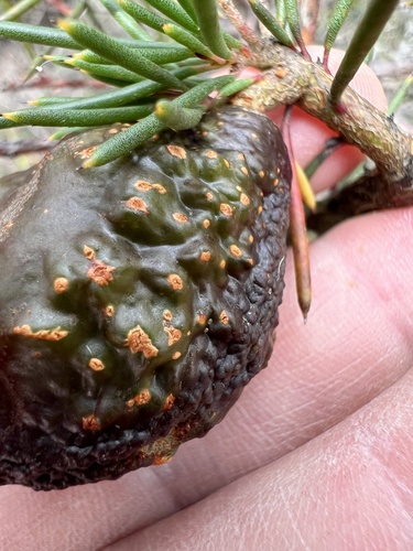 Hakea pachyphylla, photograph 5