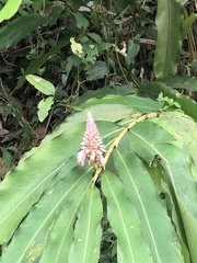 Alpinia shimadae