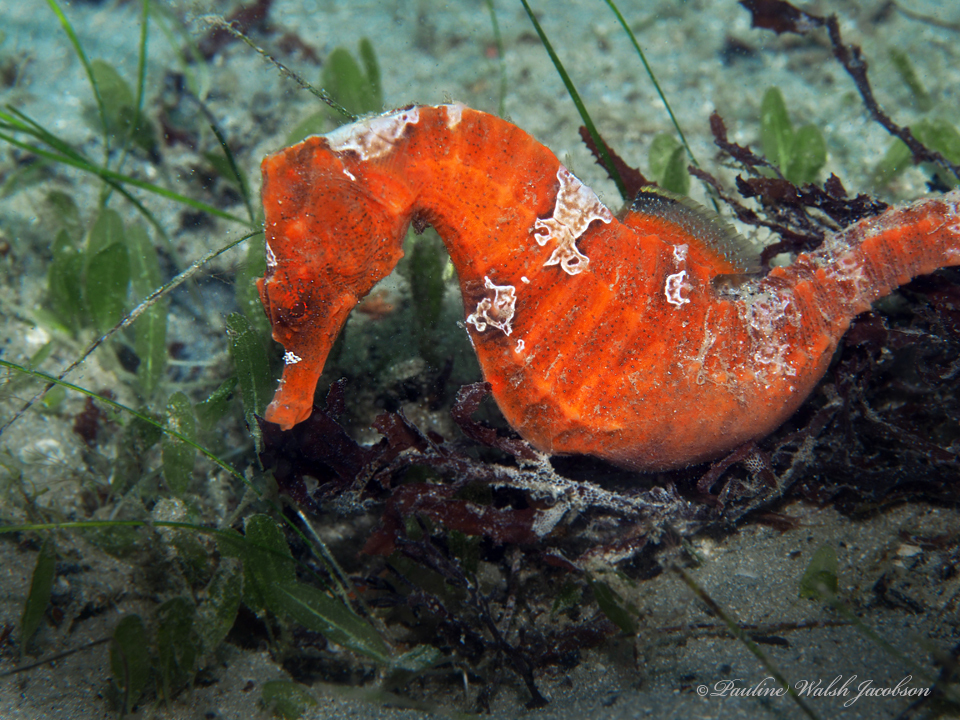 Seahorse