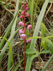 Pyrola asarifolia incarnata