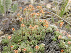 Androsace dasyphylla