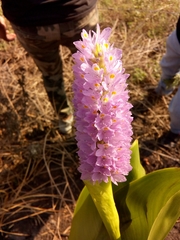 Pontederia sagittata