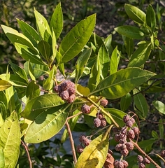 Conocarpus erectus image