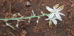 Chlorophytum recurvifolium image