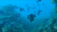 Nemadactylus macropterus