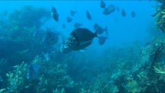 Nemadactylus macropterus