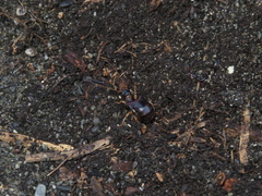Anisolabis littorea