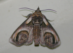 Paectes oculatrix