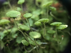 Cryptomitrium tenerum