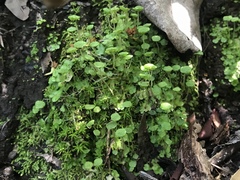 Cryptomitrium tenerum