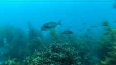 Latridopsis ciliaris