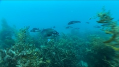 Latridopsis ciliaris