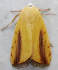 Pardoxia graellsii