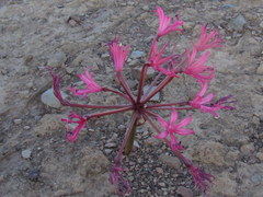 Brunsvigia striata