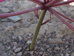 Brunsvigia striata