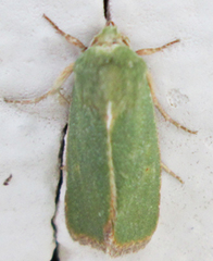 Earias